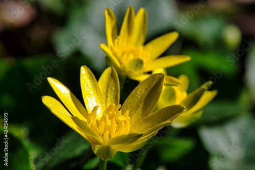 Nahaufnahme einer gelben Fr  hlingsblume