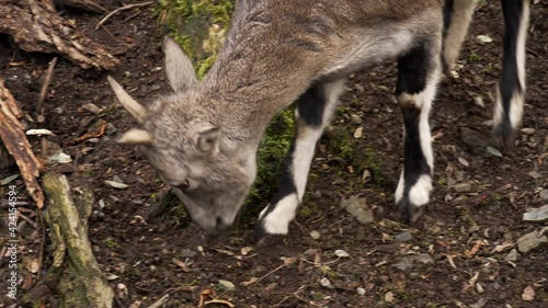 Young lamb of Bharal sheep (Pseudois nayaur) eating something from the ground, head closeup.  photo