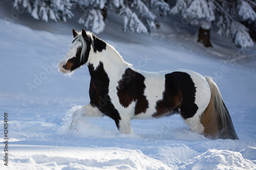 Gescheckte Tinker Stute im Schnee, Österreich