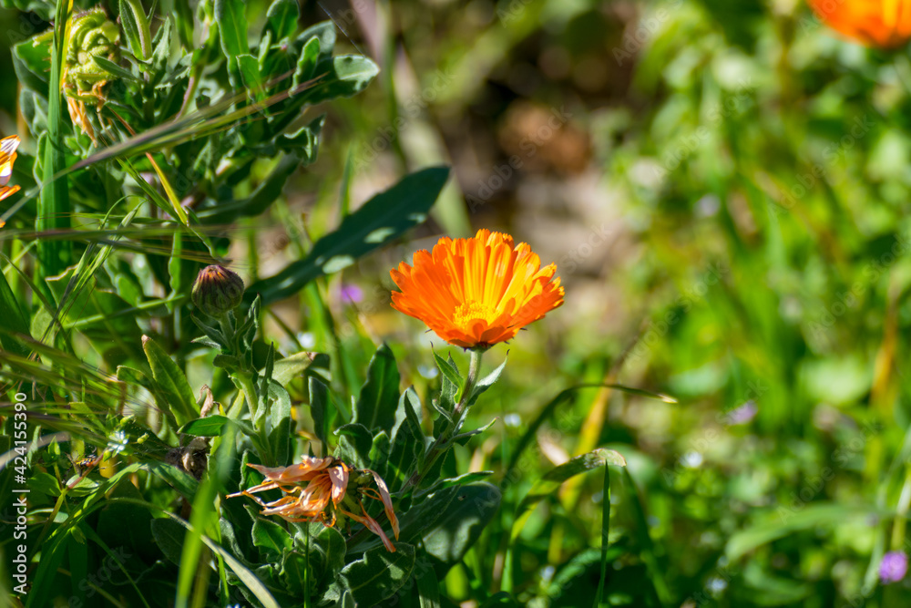 Calendula flower in the garden. Calendula flower in the garden.