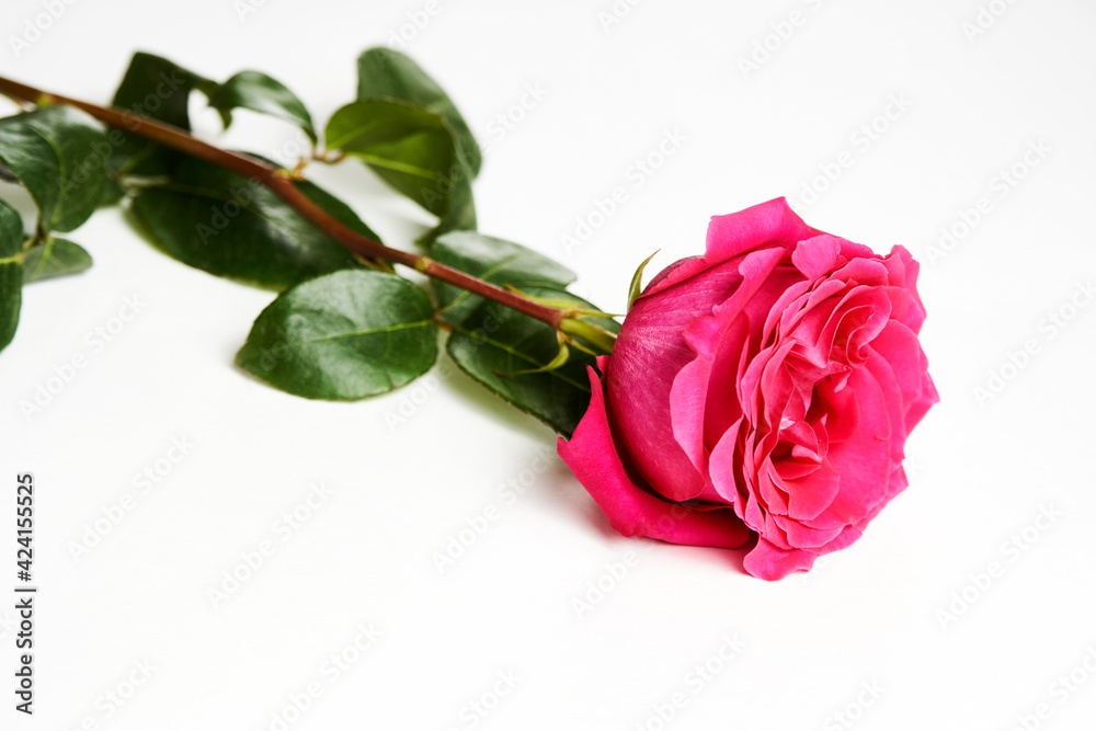 Pink rose on white background with copy space.