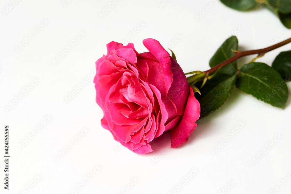 Pink rose on white background with copy space. Pink rose on white background with copy space.