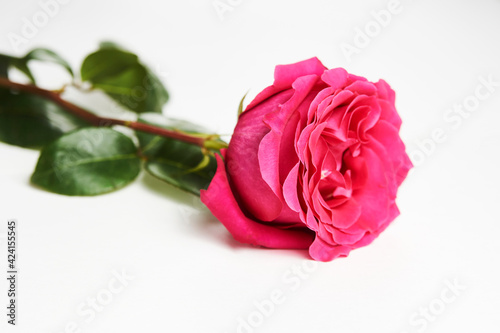 Pink rose on white background with copy space.