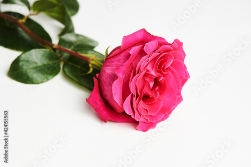 Pink rose on white background with copy space.