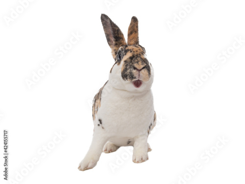 surprised beautiful bunny isolated on white background