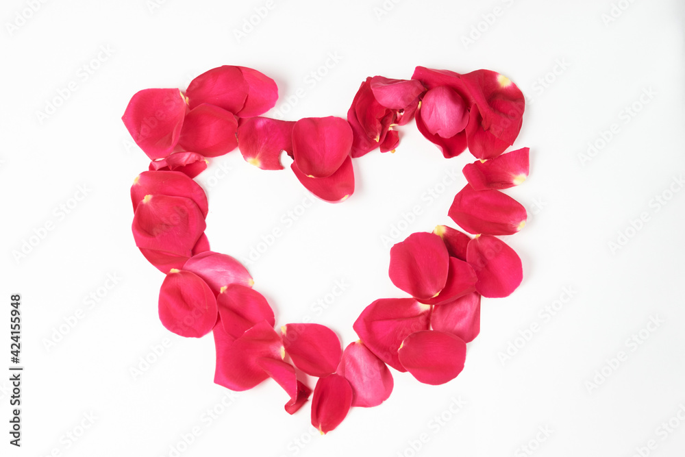 Valentine's day flowers. Pink rose flower and petals