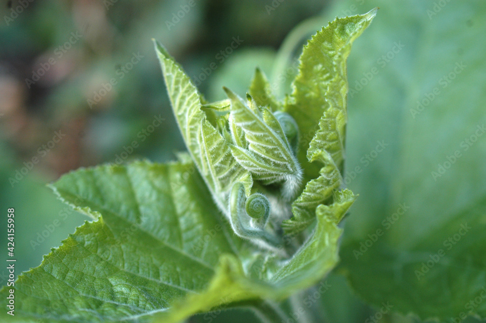 Obraz premium 부드럽고 순수한 연녹색 이파리