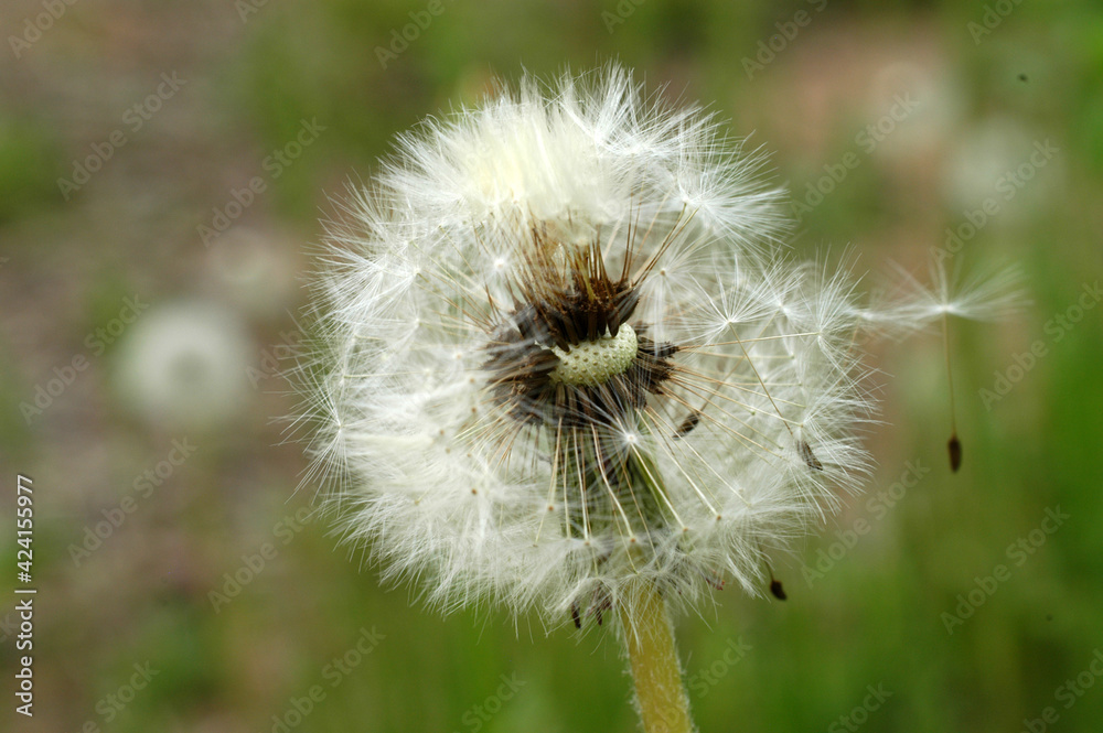 Fototapeta premium 민들레 홀씨로 세상에 나서다