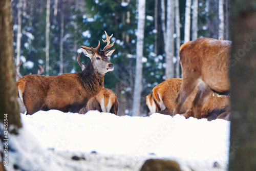 Fototapeta Naklejka Na Ścianę i Meble -  Red deer in the winter forest, national park. wildlife, nature conservation. Cervus elaphus on a cold winter day
