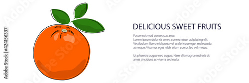 Citrus orange banner, tropical fruit isolated on white background, vector illustration