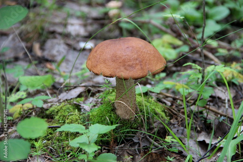 mushroom in the forest © Елена Новоселова