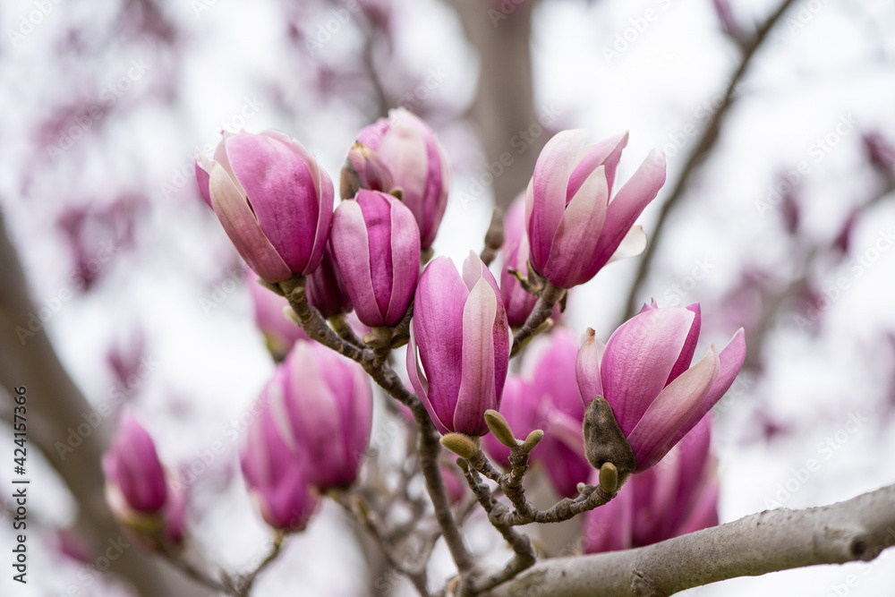Magnolia pink blossom tree flowers, close up branch, outdoor. Magnolia pink blossom tree flowers, close up branch, outdoor.