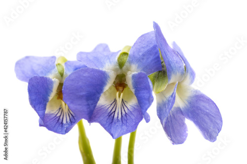 Fototapeta Naklejka Na Ścianę i Meble -  forest violet flowers isolated