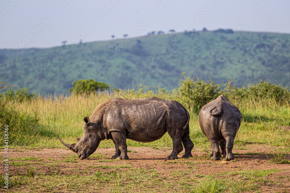 Southern White Rhino mother and calf resting near a waterhole Southern White Rhino mother and calf resting near a waterhole