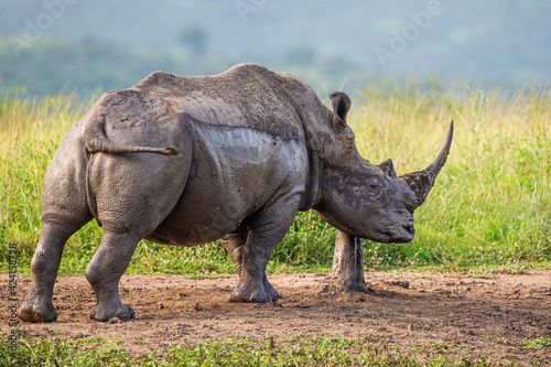 Rhino in the afternoon sun near a rubbing post © wayne