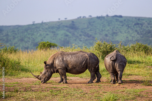 Southern White Rhino mother and calf resting near a waterhole