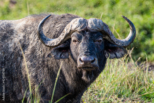 African buffalo using mud to keep cool and offer protection against biting insects