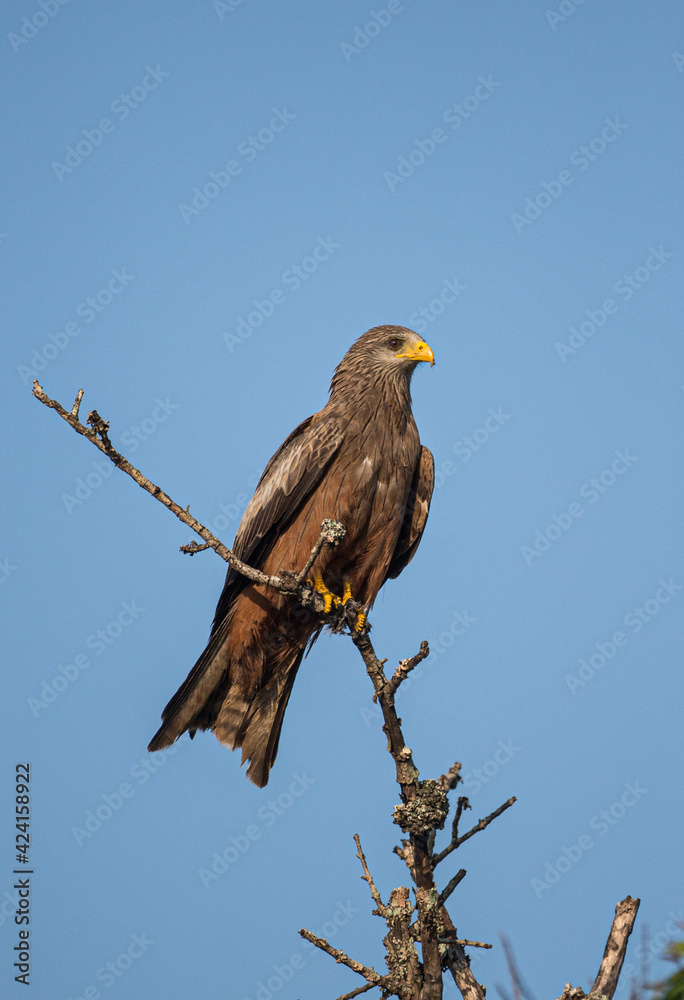 Yellow-billed Kite sitting on a branch against a clear blue sky