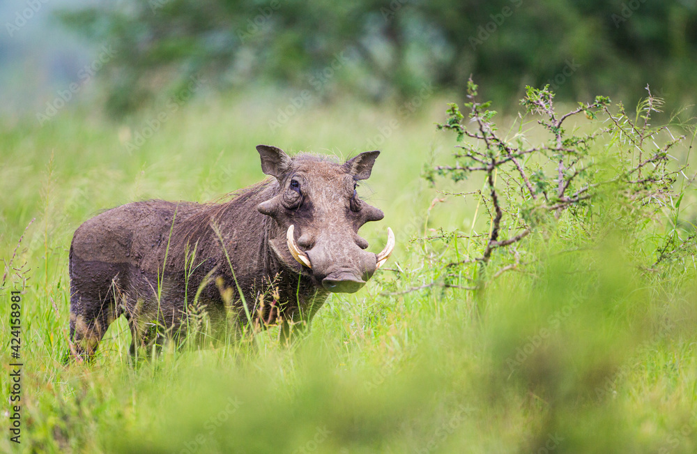 Warthog walking through the green grass of the African savannah Warthog walking through the green grass of the African savannah