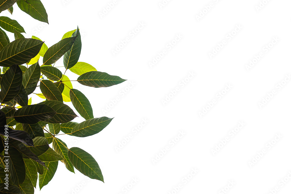 Fototapeta premium Light and dark leaves on a white background.