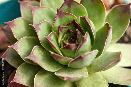 beautiful green echeveria elegans in the garden