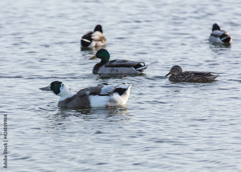 Fototapeta premium Half Breed ducks, half Mallard, swimming on a pond.