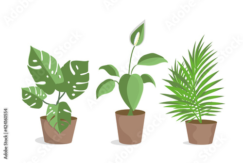 Decorative potted indoor flowers. An interior item. Design element, layout, illustration, print. Vector illustration.