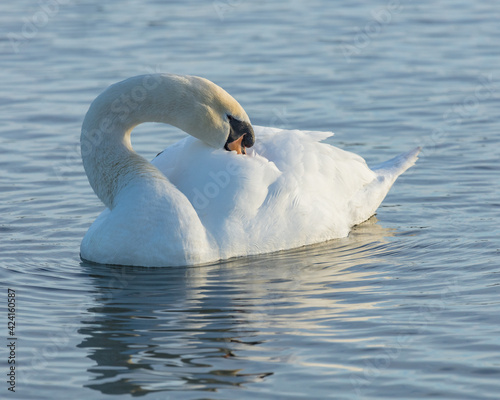 Portrait of a Mute Sawn. A large white bird swimming on a pond.