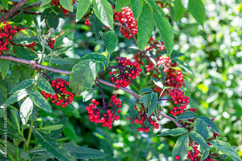 Elderberry Red (Sambucus racemosa) shrub with berries and green leaves in the garden in summer. Elderberry Red (Sambucus racemosa) shrub with berries and green leaves in the garden in summer.