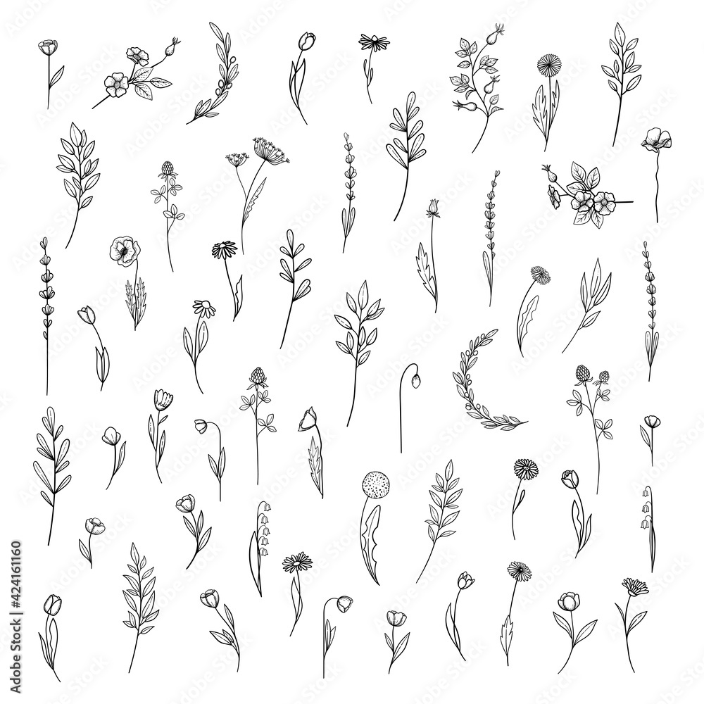 Flowers and plants collection. Hand drawn botanical collection with flowers and leaves. Set of floral elements