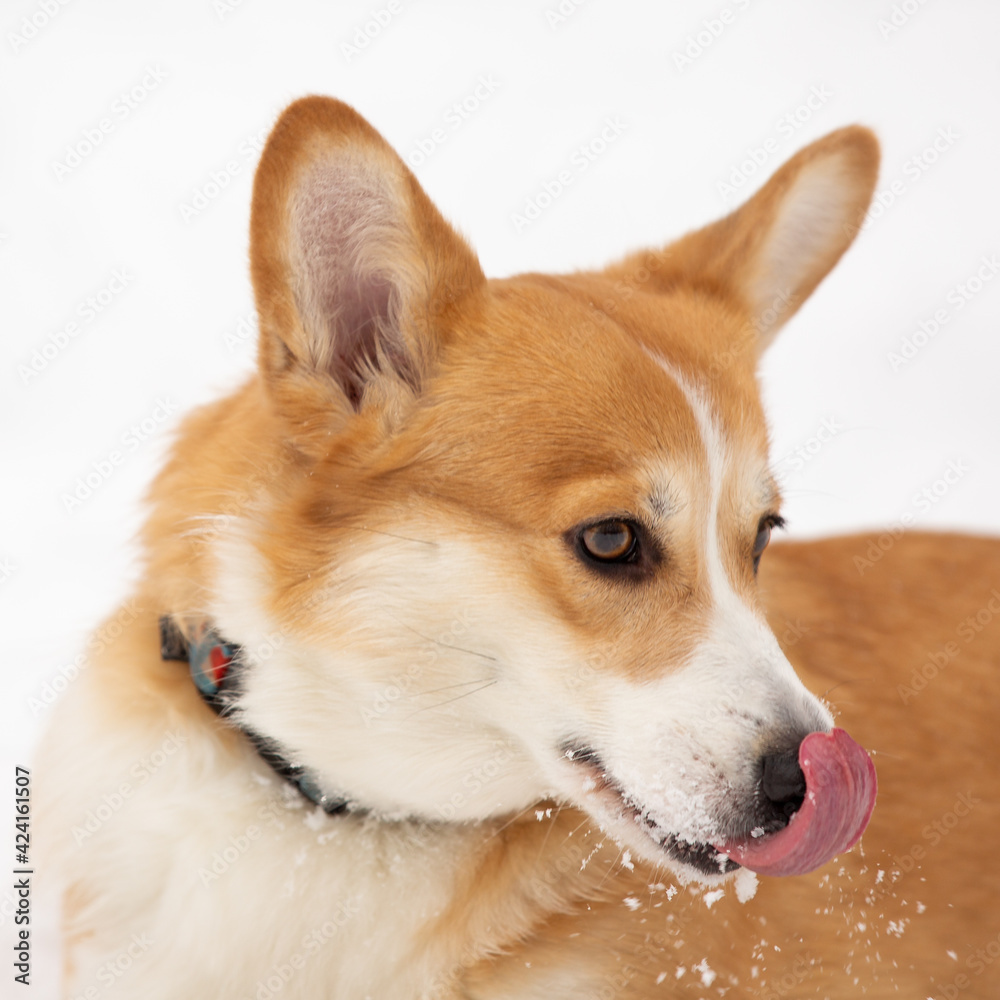 cute welsh corgi plays in snow