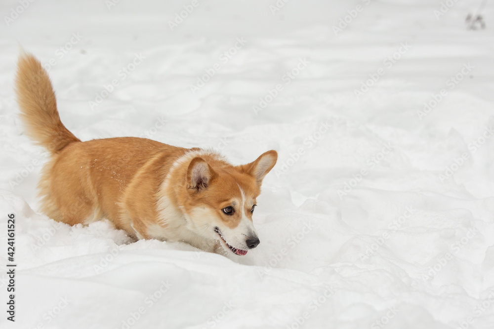 cute welsh corgi plays in snow cute welsh corgi plays in snow