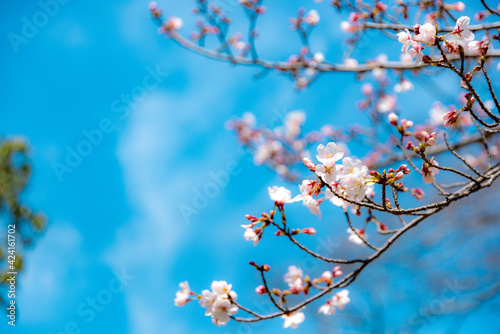 桜
cherry blossom