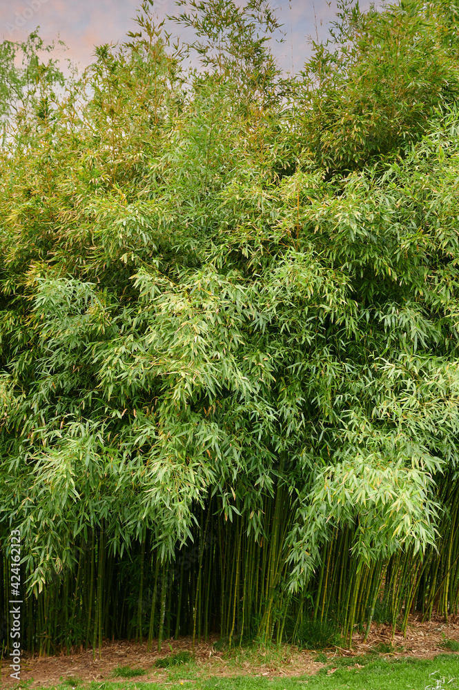 Bamboo Forest ,Green Stems and Leaves. Bamboo Forest ,Green Stems and Leaves.