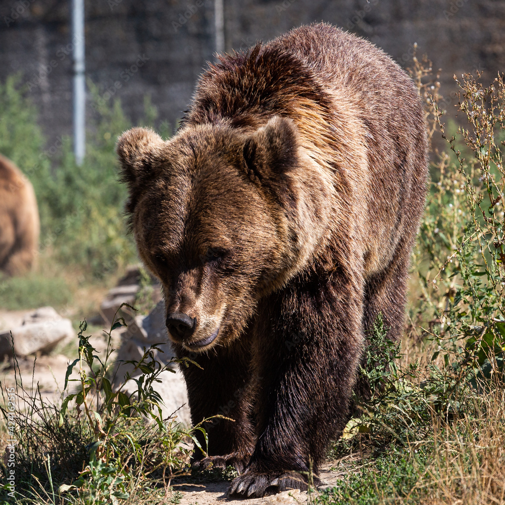 bear in a zoo rehabilitation centre 