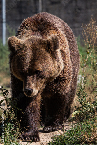 bear in a zoo rehabilitation centre 