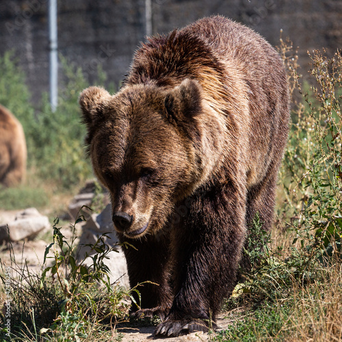 bear in a zoo rehabilitation centre 