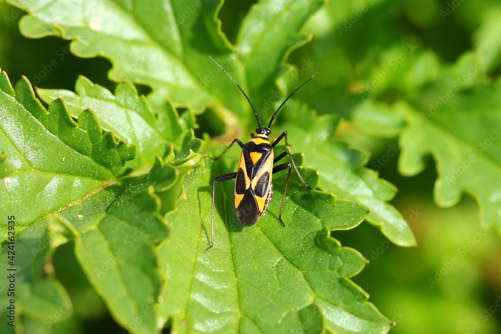 Plant bug on flower green leaf in nature. Mirid bug Capsodes infuscatus. Insect of Capsidae. Capsid bug or mirid bug. Macro Plant bug on flower green leaf in nature. Mirid bug Capsodes infuscatus. Insect of Capsidae. Capsid bug or mirid bug. Macro