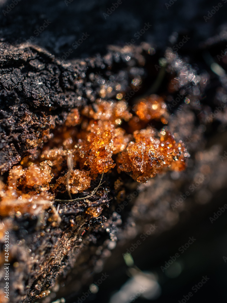 Closeup photo of orange sap in the garden Closeup photo of orange sap in the garden