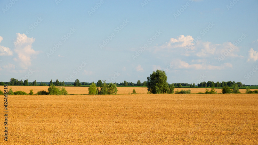 Fototapeta premium Several trees amidst a vast field of ripe wheat in summer. Agricultural land before harvesting grain. Picturesque rural landscape. Fluffy white clouds against the blue sky.