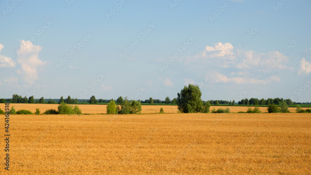 Several trees amidst a vast field of ripe wheat in summer. Agricultural land before harvesting grain. Picturesque rural landscape. Fluffy white clouds against the blue sky.