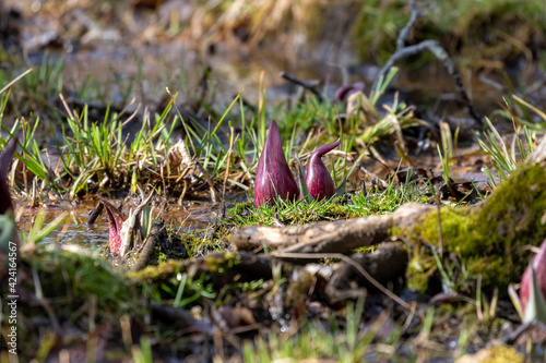 Skunk cabbage (Symplocarpus foetidus)
is one of the first native  plants to grow and bloom in early spring in the Wisconsin. photo