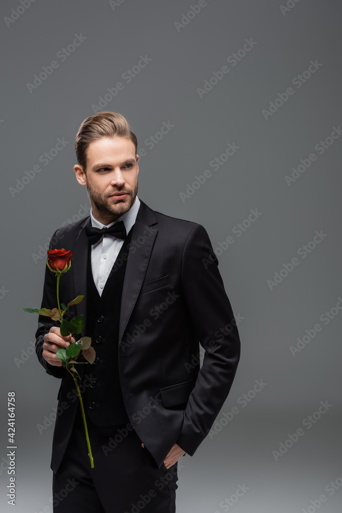 businessman standing with hand in pocket while holding red rose and looking away on grey businessman standing with hand in pocket while holding red rose and looking away on grey
