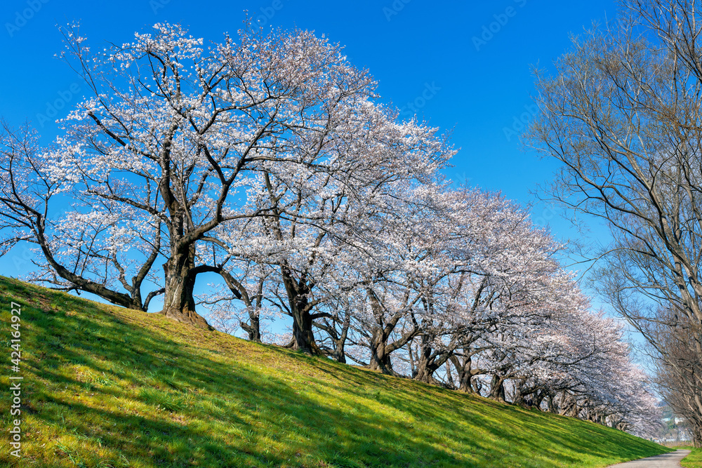 Row of Cherry blossoms trees in spring, Kyoto in Japan. Row of Cherry blossoms trees in spring, Kyoto in Japan.
