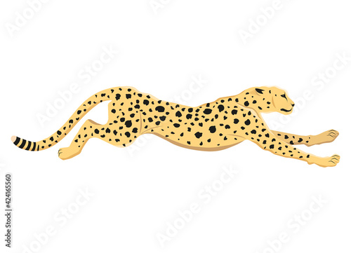 Running cheetah on white background 