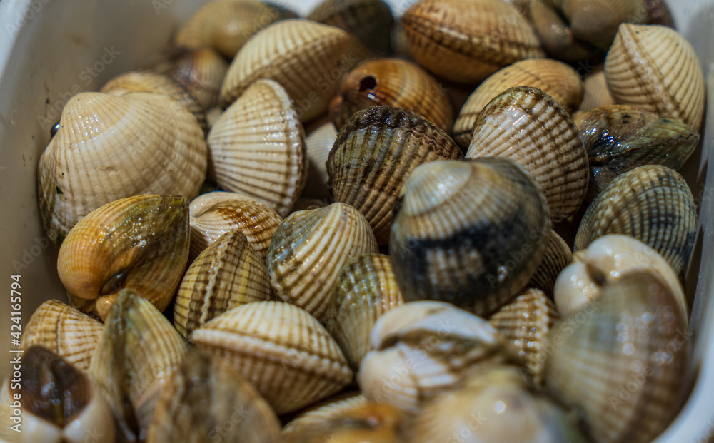 A lot of clams in a food market A lot of clams in a food market