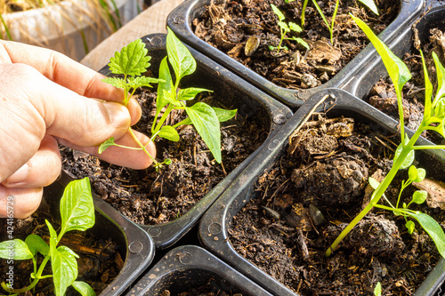 care when growing seedlings watering, weeding and removing weeds