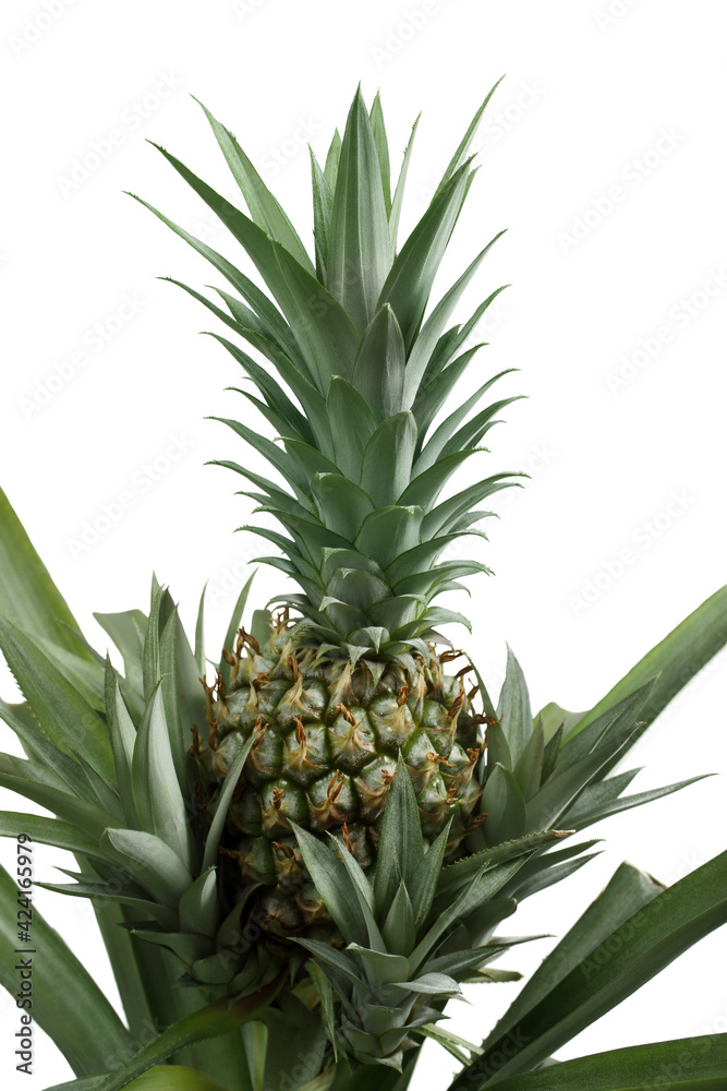 Pineapple plant isolated on white with growing pineapples Pineapple plant isolated on white with growing pineapples