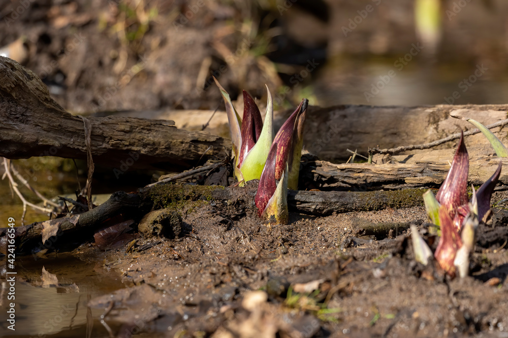 Skunk cabbage (Symplocarpus foetidus)
is one of the first native plants to grow and bloom in early spring in the Wisconsin. Skunk cabbage (Symplocarpus foetidus)
is one of the first native plants to grow and bloom in early spring in the Wisconsin.