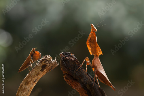 Hierodula venosa spesies mantis from Bornoe Forest